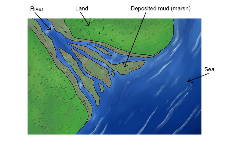 The diagram above is the area of the estuary.